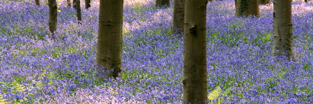 Mes photographies du bois de Hal en 2011