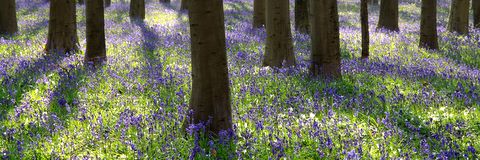 Mes photographies du bois de Hal en 2010